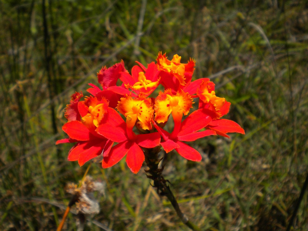 Nova espécie de orquídea é descoberta no Arquipélago de Alcatrazes (SP) |  Terra da Gente | G1