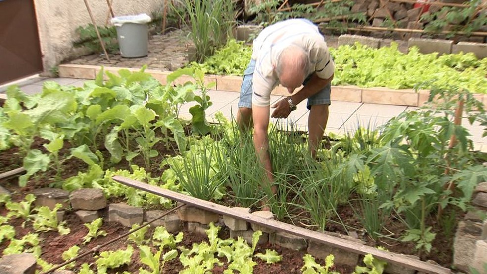 Morador de Vitória faz horta no quintal de casa (Foto: Reprodução/ TV Gazeta)