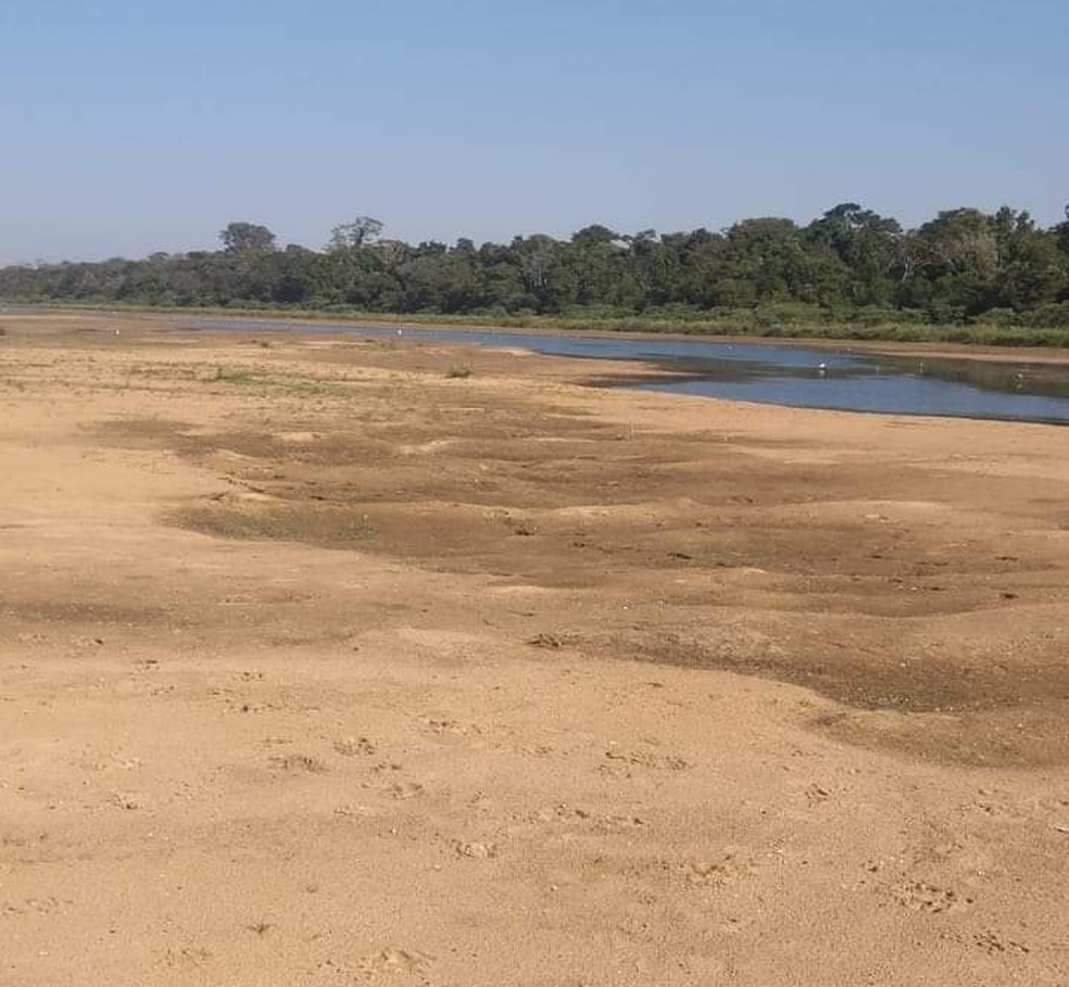 Pescadores relacionam morte de peixes com queda no nível do Rio Paraná, em Rosana (SP) — Foto: Cedida