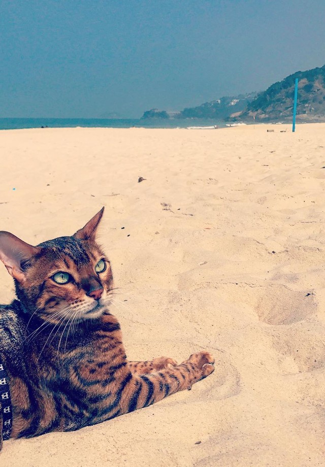 Sol, o gato de bengala de Grazi Massafera e Sofia (Foto: Reprodução/Instagram)