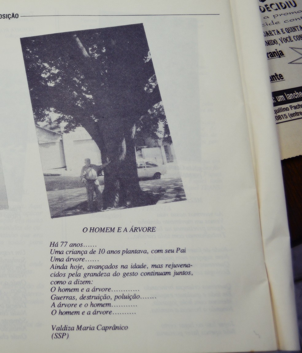 Poema citando pela primeira vez histÃ³ria da Ã¡rvore; na foto, tio de Valdiza que estava ao lado do pai no plantio da Sapucaia â?? Foto: Samantha Silva/G1