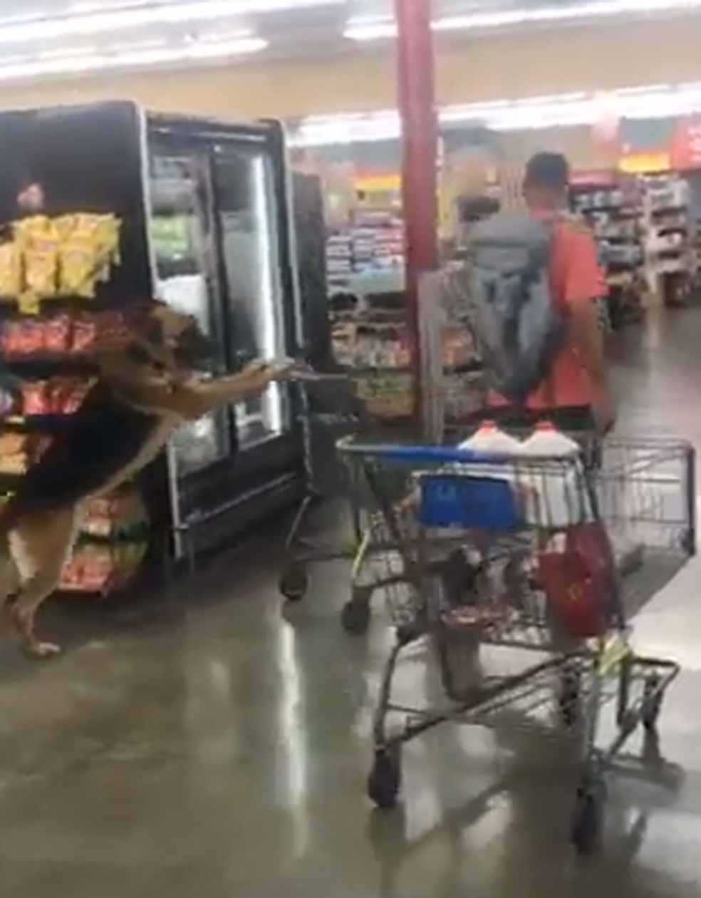 Cachorro empurra carrinho de supermercado nos EUA (Foto: @ashleenn_/Twitter)