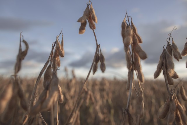 Ministros negociarão resultados concretos em agricultura e segurança alimentar, comércio e saúde, subsídios à pesca e reforma da OMC, na conferência da Organização Mundial do Comércio. — Foto: Daniel Marenco/Agência O Globo