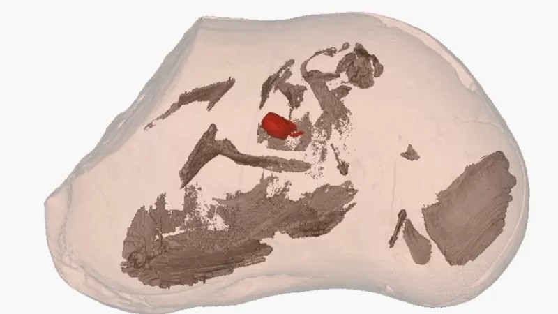 Os pesquisadores escanearam dentro das rochas para descobrir um fígado, estômago, intestinos e um coração, mostrados em vermelho. (Foto: KATE TRINAJSTIC/SCIENCE via BBC)