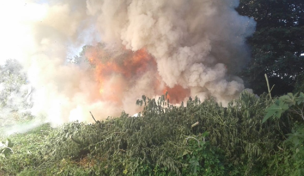 90 mil pés de maconha foram erradicados e destruídos na Operação Muçambê I — Foto: Divulgação/ Polícia Federal 
