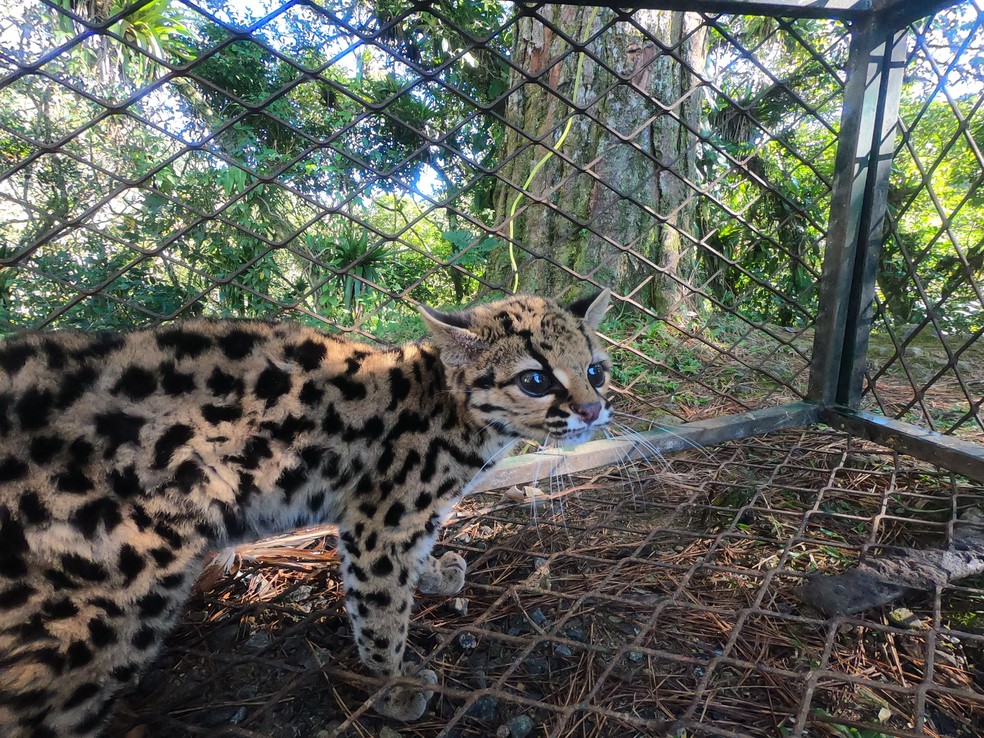 Animal ameaçado de extinção foi devolvido à natureza em Jaraguá do Sul — Foto: Fujama/Divulgação