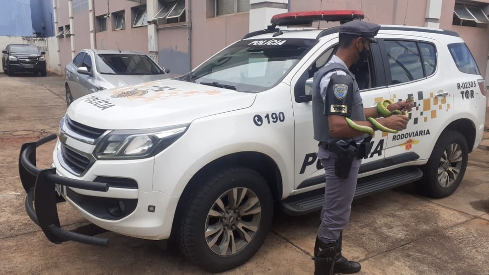 Cobras apreendidas pela Polícia Rodoviária em rodovia de Santa Cruz do Rio Pardo estavam dentro de uma bagagem de mão de uma passageira — Foto: Polícia Rodoviária /Divulgação