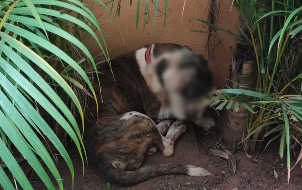 Homem é multado em R$ 6 mil por manter cão em situação de maus-tratos em propriedade rural no interior de São Paulo — Foto: Polícia Ambiental/Divulgação