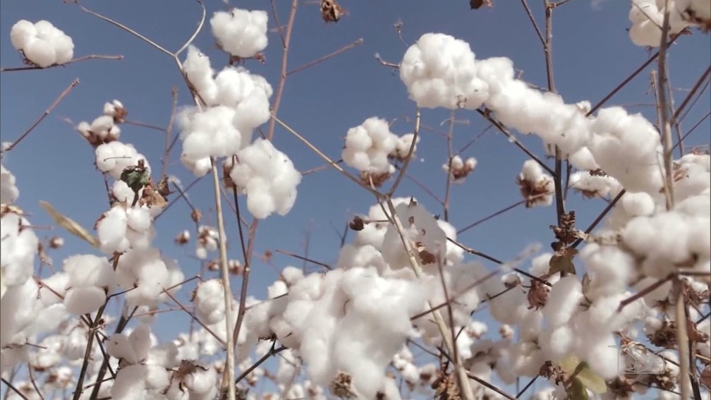 Aumenta a safra de algodão nas lavouras do Maranhão — Foto: Reprodução/TV Mirante
