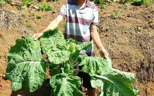 Pé de couve gigante assusta família no interior de Minas Gerais ...