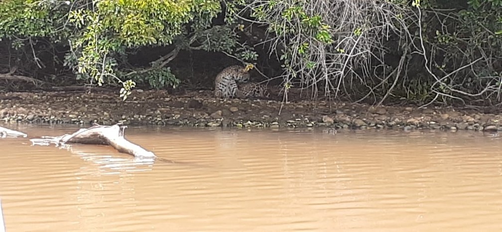 Vigilantes flagraram onça-pintada às margens do Rio Paranapanema — Foto: Reprodução/Facebook/Morro do Diabo