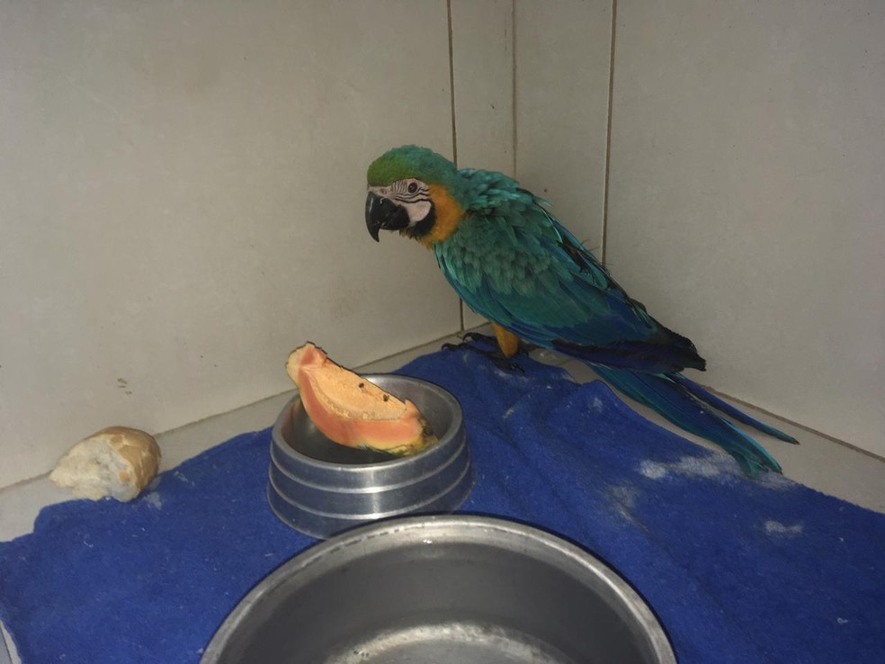Arara-canindé está em observação em um clínica veterinária — Foto: Carlos Volpi/TV Fronteira