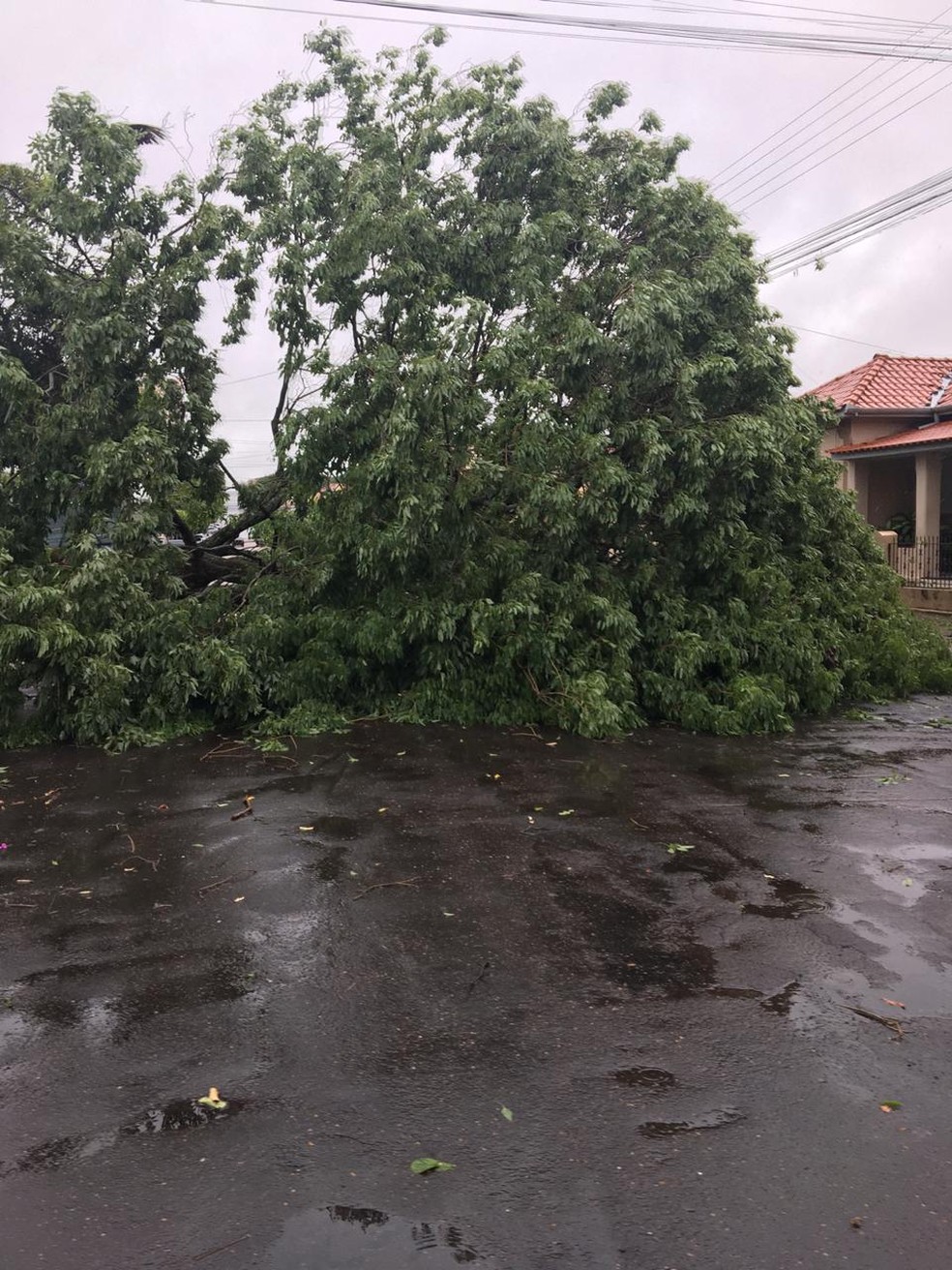 Árvore caiu sobre via pública em Santo Anastácio — Foto: Adriano Andrade