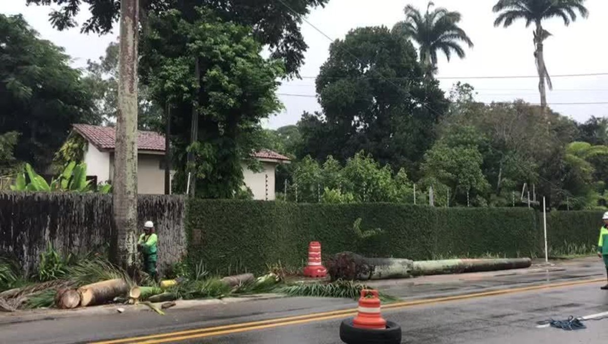 Após queda de árvore matar motociclista, avenida é interditada para corte de outras árvores na Santa Amélia em Maceió