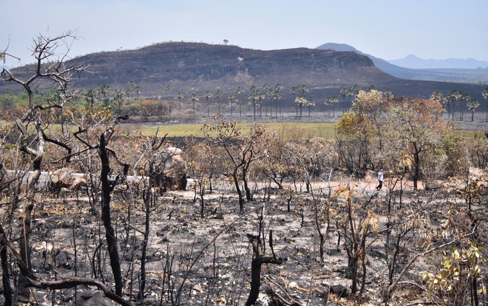 Mais de 65 mil hectares da vegetação da Chapada dos Veadeiros já foram destruídos pelo fogo (Foto: Vitor Santana/G1)