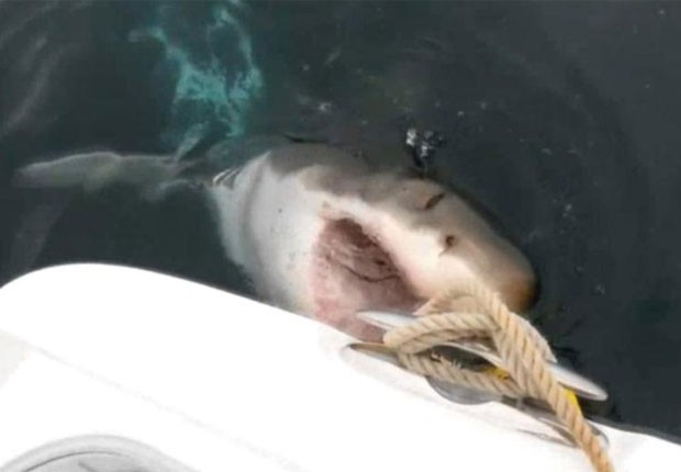 Grupo de pescadores filmou o exato momento em que um grande tubarão branco arrancou um saco de iscas de seu barco (Foto: Reprodução/YouTube/News Today)
