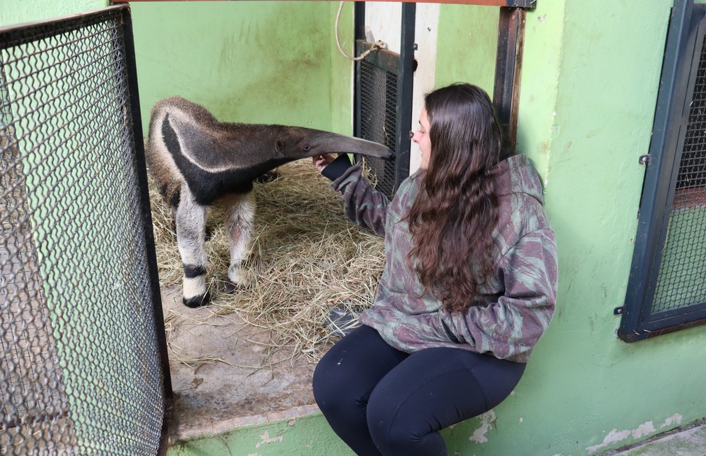 Érica Silva Pellosi atende animais resgatados que são encaminhados à Cidade da Criança — Foto: Stephanie Fonseca/g1