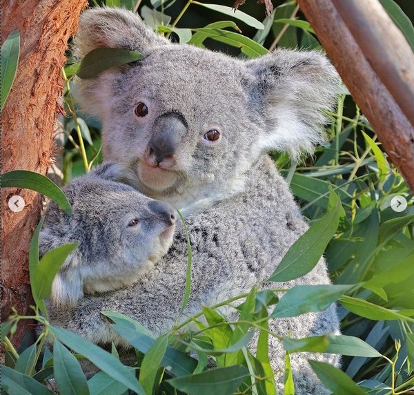A coala australiana Lottie morreu aos 19 anos em um zoológico da Califórnia (Foto: Instagram)