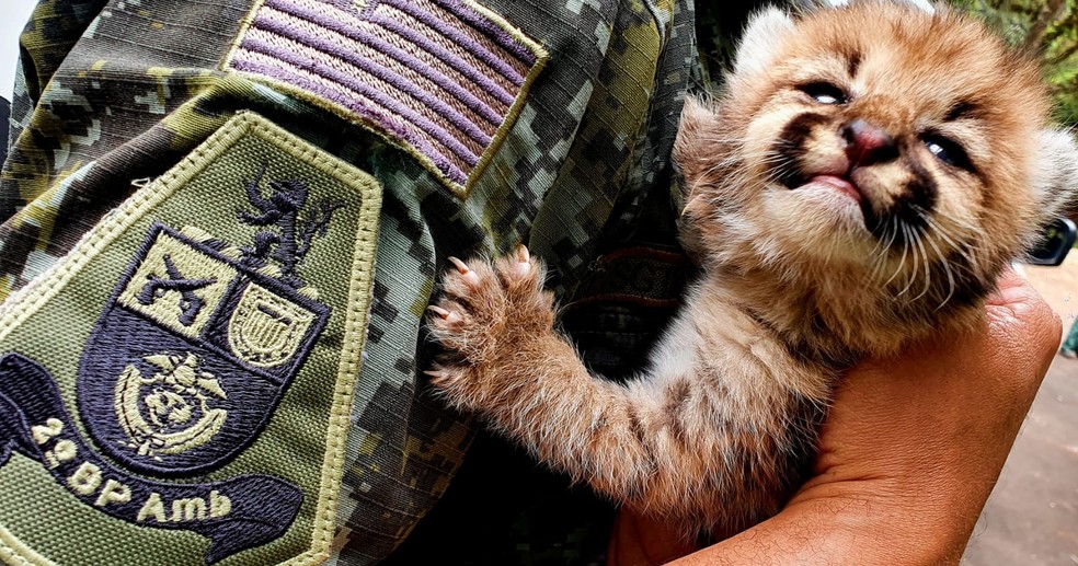 Felino é considerado o maior dos pequenos gatos pintados do continente americano — Foto: Polícia Ambiental/Divulgação