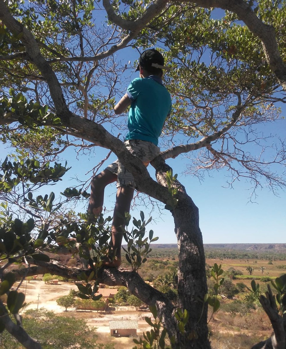 Estudante sobe em árvore para conseguir sinal de internet  — Foto: Arquivo Pessoal 