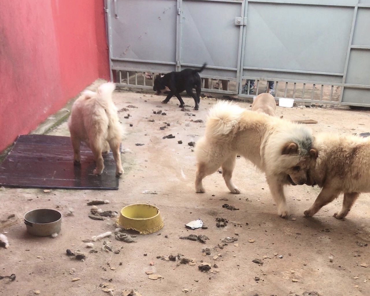 Cães de raça são resgatados vítimas de maus-tratos em canil clandestino no DF  