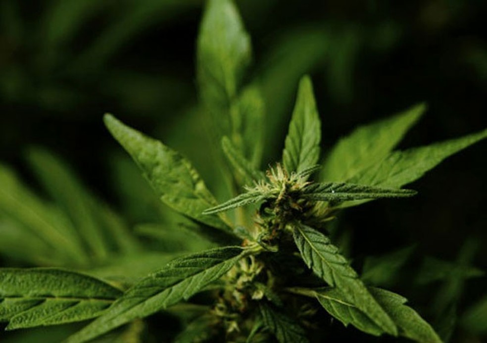 Cannabis serÃ¡ usada para tratamento de mulher de 59 anos contra depressÃ£o  â Foto: Thinkstock