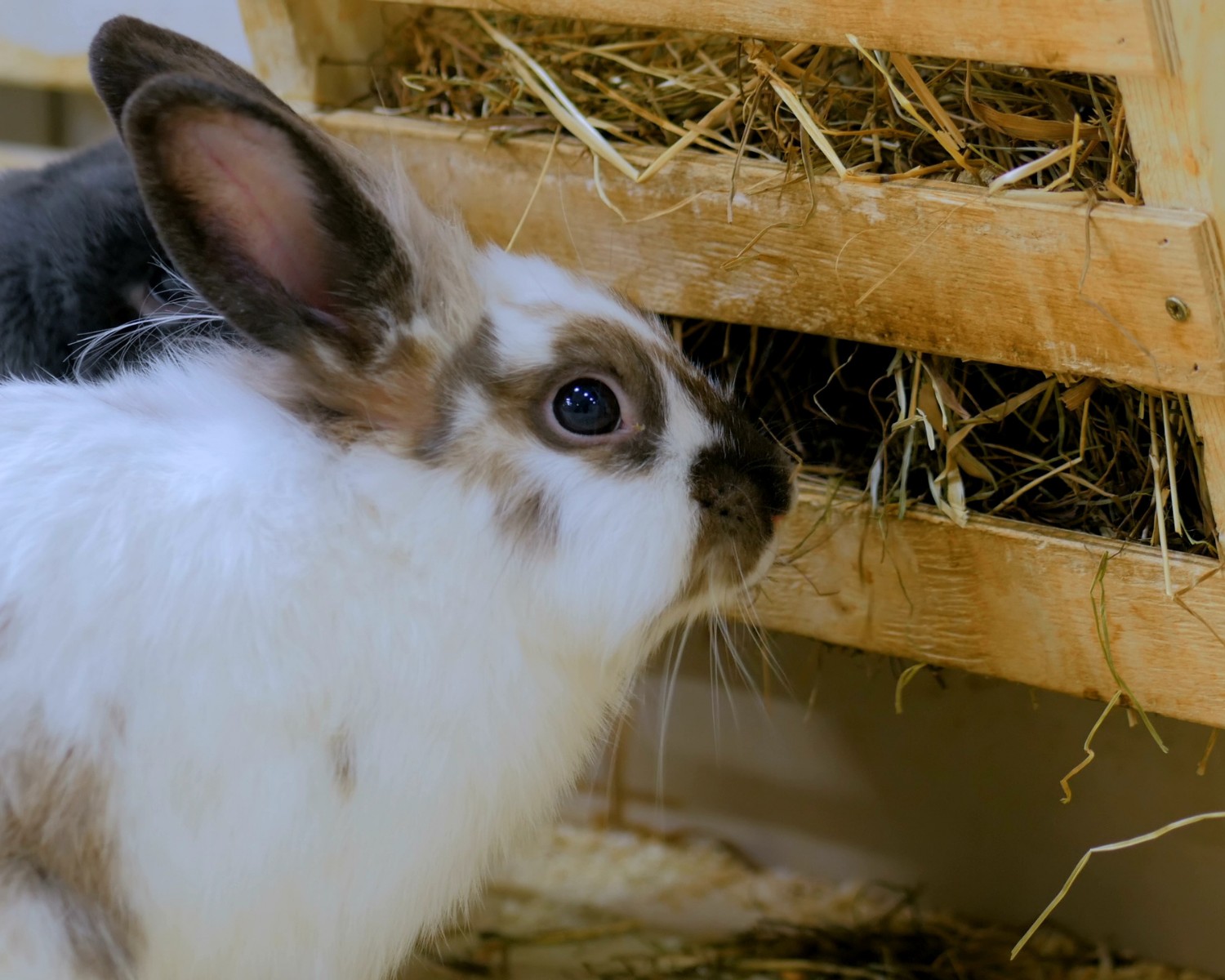 O feno deve compor 80% da alimentação dos coelhos (Foto: Canva/Creative Commons)