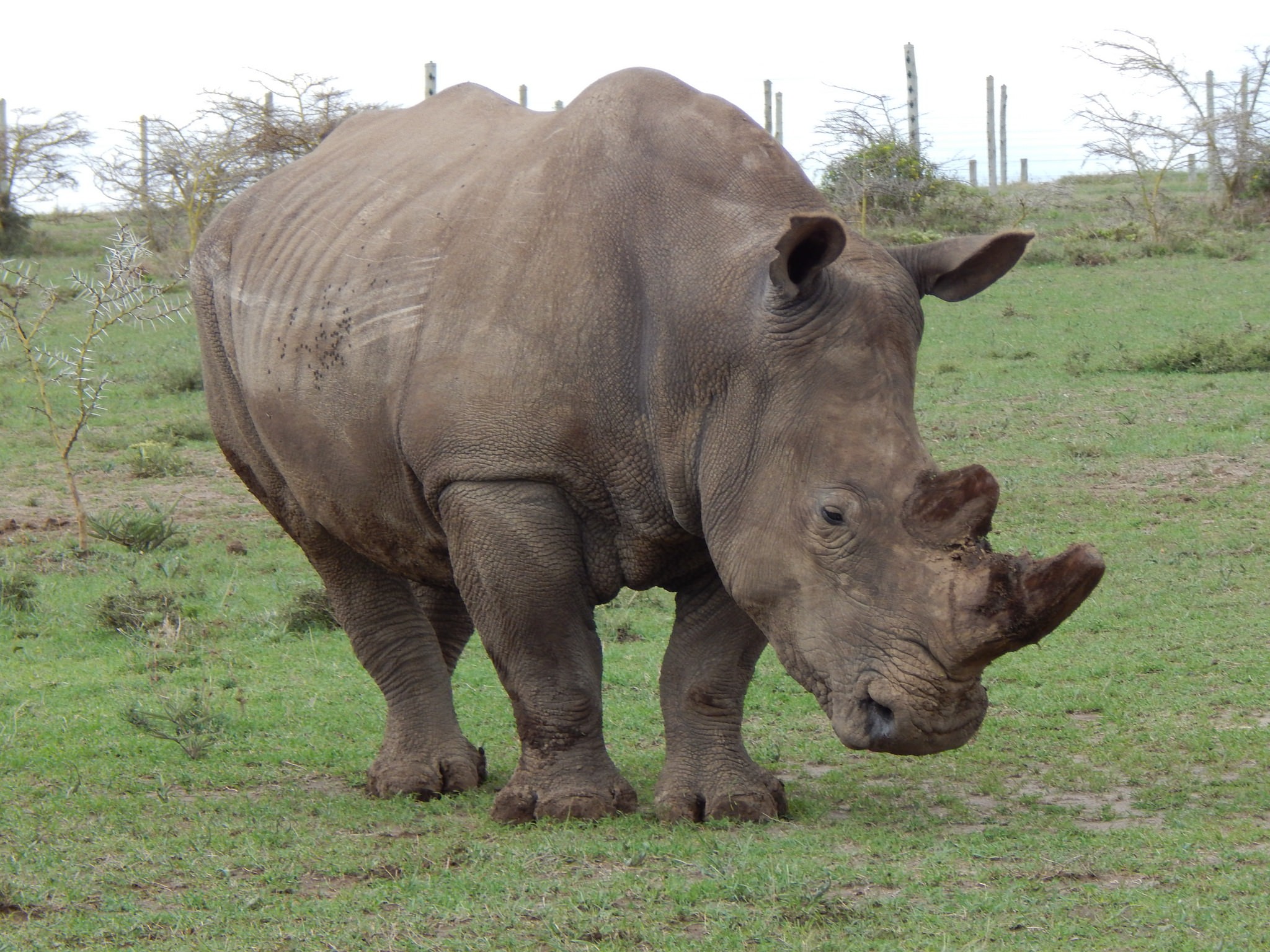rinoceronte (Foto: Flickr/Gatetua Kate)