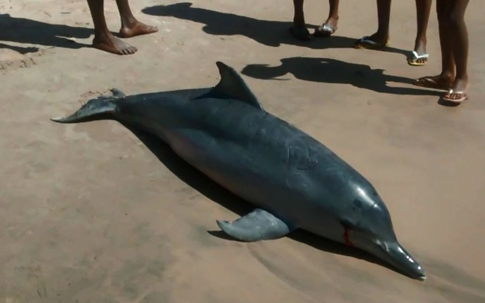 Golfinho fêmea foi encontrado morto em uma praia de Itacaré (Foto: André In9 Pró/Arquivo pessoal)