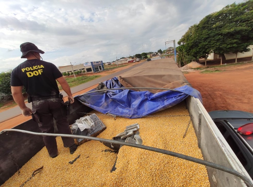 Cerca de 20 toneladas de maconha foram apreendidas em caminhão que transportava milho, em Iguatemi (MS) — Foto: DOF/Divulgação