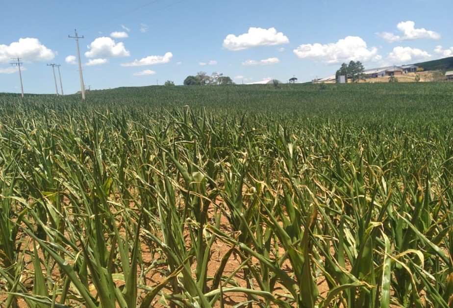 Estiagem provocou quebras de até 40% nas lavouras de soja e milho do Rio Grande do Sul, de acordo com a Emater