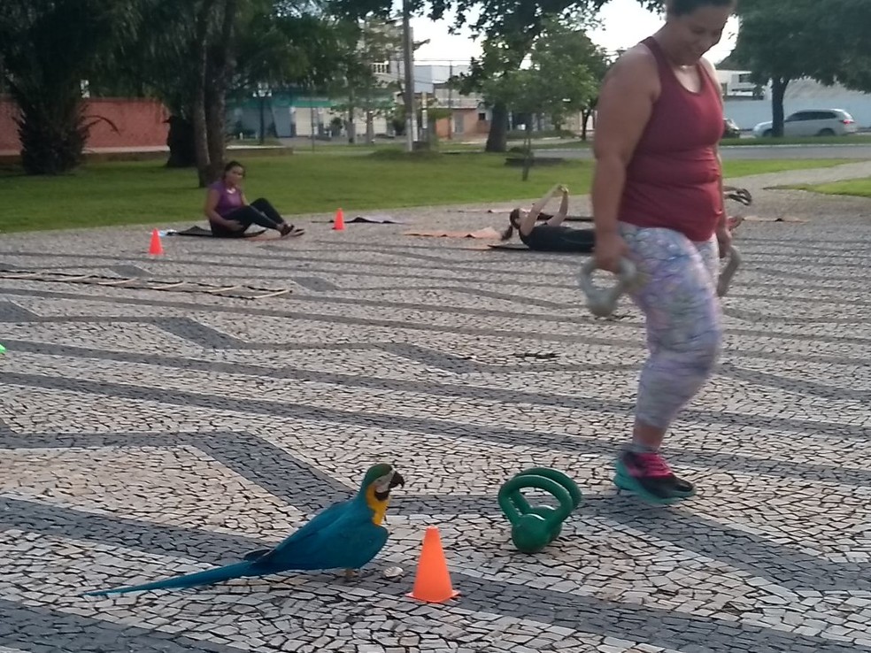 Moradores ficam encantados com presença de ave (Foto: Arquivo Pessoal)
