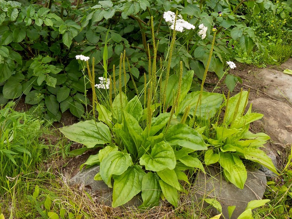 Tanchagem, cujo nome científico é "Plantago major" — Foto: VisualHunt