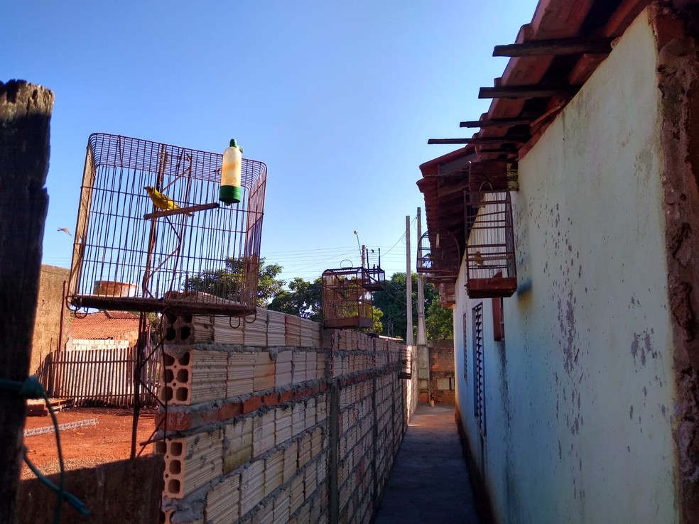 Equipe localizou 66 pássaros nativos dentro de gaiolas em um imóvel no Parque das Nações — Foto: Polícia Ambiental/Divulgação