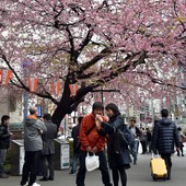 Cerejeiras florescem 3 dias antes no Japão (Cerejeiras florescem 3 dias antes no Japão (Yoshikazu Tsuno/AFP))