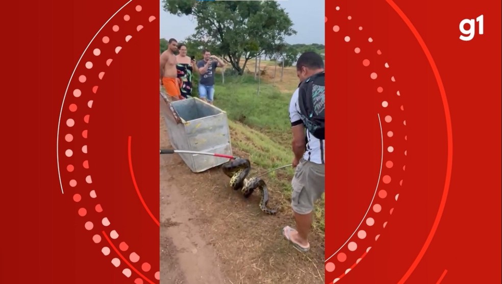 Segunda sucuri resgata em Porto Murtinho na manhã desta terça-feira (3) — Foto: PMA/ Reprodução