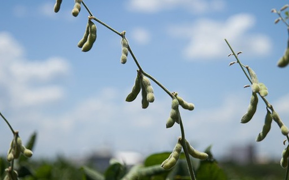Soja é um dos produtos incluídos em projeto de taxação do agronegócio, em Goiás