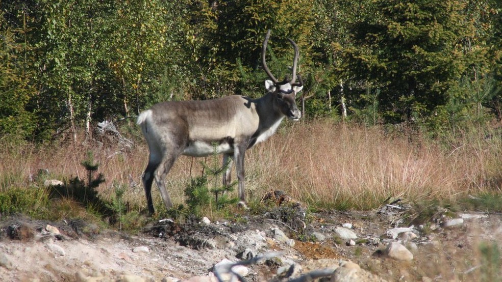Fotos de animais observados em Rovaniemi, na Lapônia — Foto: Mariana Veiga/BBC