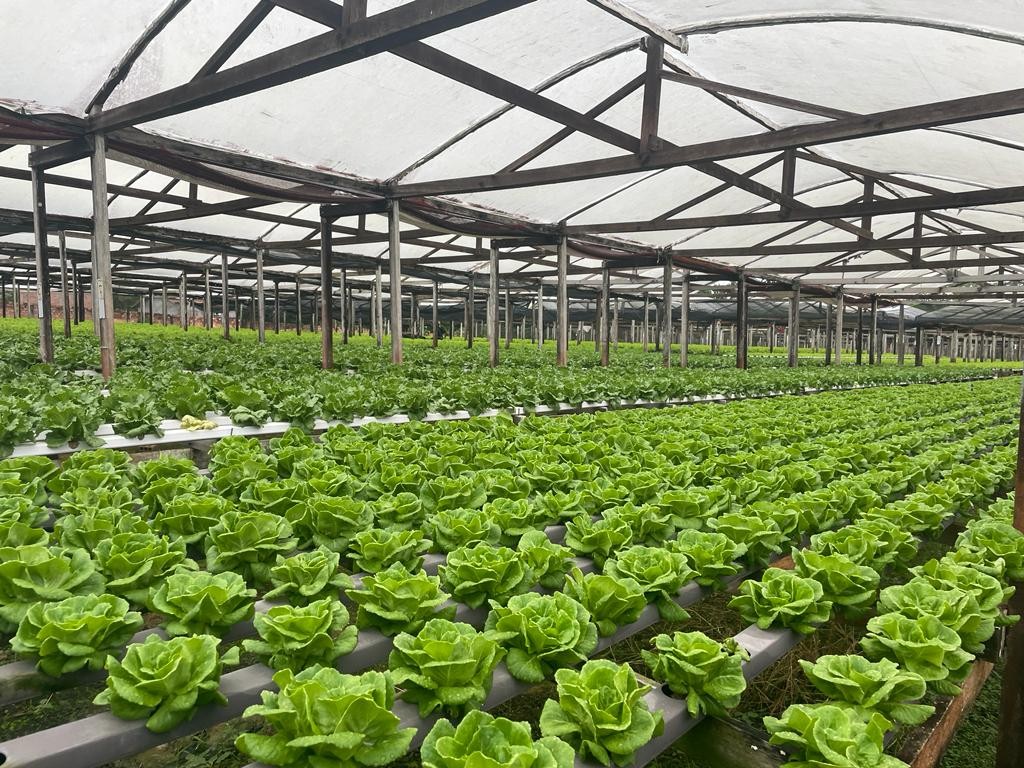 Produtores apostam na produção hidropônica em RO: ' É um método altamente sustentável e que funciona'