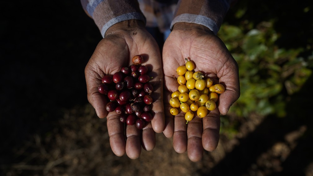 Produtor Ivan Carlos de Santana mostra frutos de café colhidos na Fazenda Jangada, em Cabo Verde (MG). — Foto: Marcos Serra Lima/g1