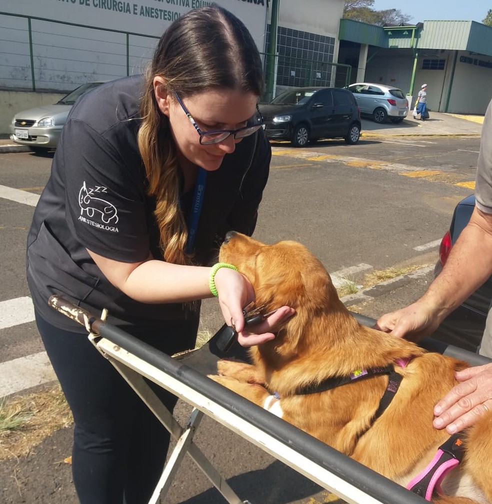 Gaya ganha carinho de médica  — Foto: Silvia Benedicto/Arquivo Pessoal