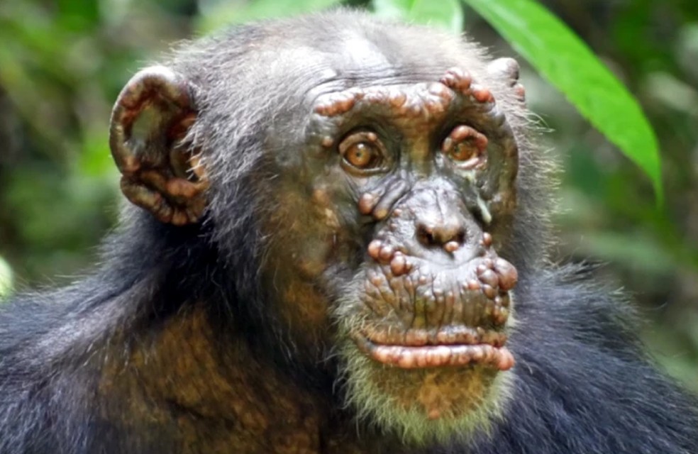 Os pesquisadores identificaram a doença  em duas populações diferentes de chimpanzés. — Foto: Divulgação/Nature