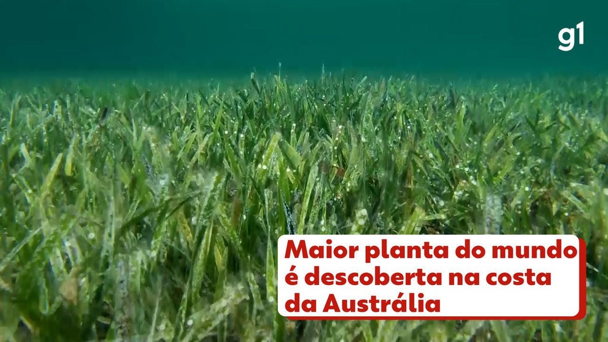 Maior planta do mundo é descoberta na Austrália | Meio Ambiente | G1