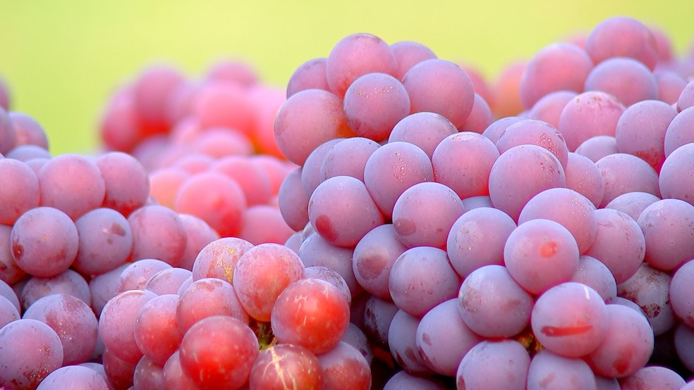 Uvas de produtores de Porto Feliz â Foto: ReproduÃ§Ã£o/TV TEM