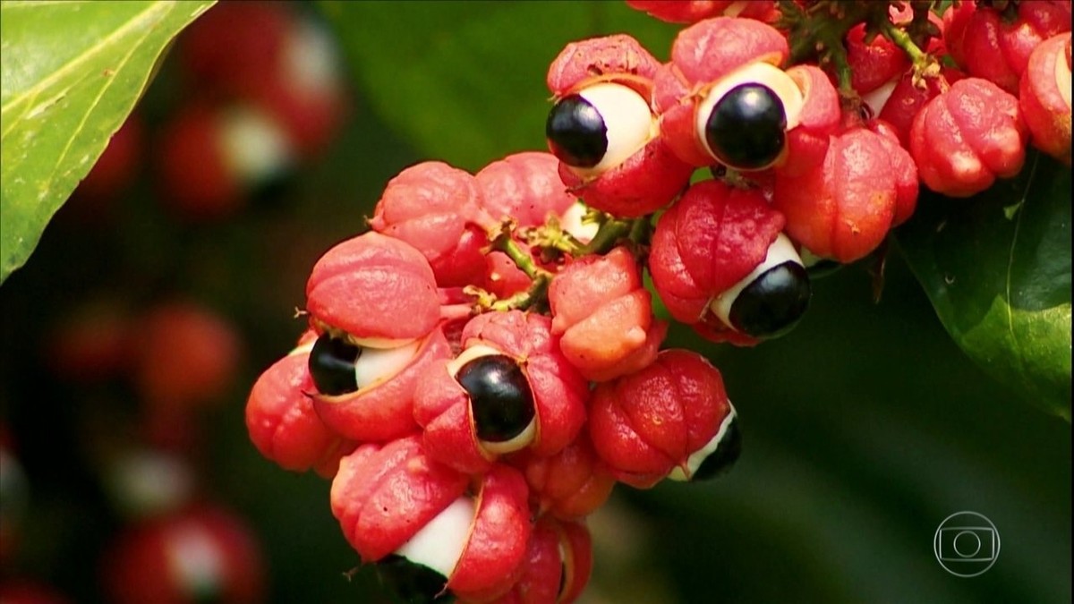 Colheita do guaraná no Amazonas está na reta final e a expectativa é de boa produção thumbnail