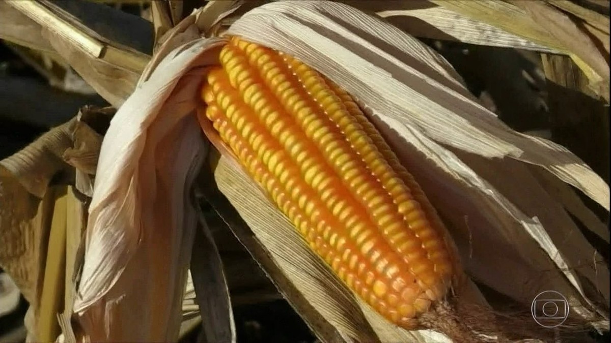 Com estiagem, safra de milho no Paraná será menor thumbnail