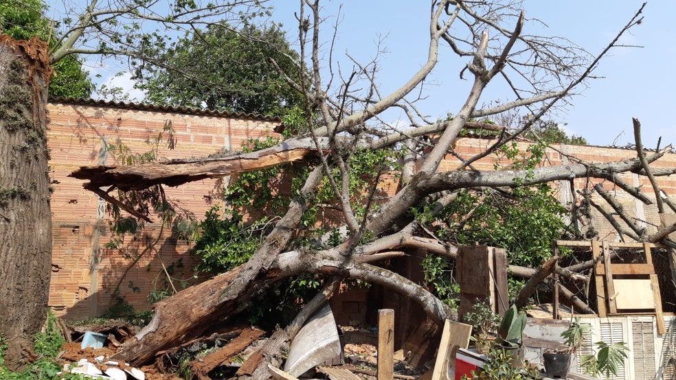 Defesa Civil interditou a casa e os bombeiros retirarão a árvore — Foto: Edijan Del Santo/EPTV