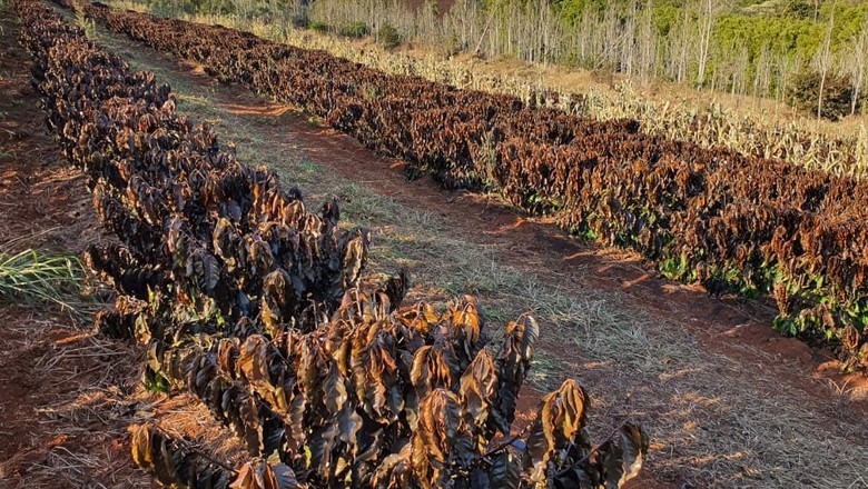 Mudanças climáticas influenciam demanda por cafés robusta e