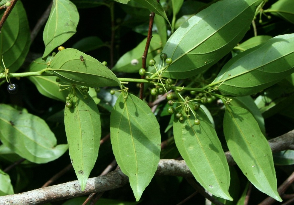 Popularmente chamada de cupiúba, a Goupia glabra é outra espécie bastante usada no Brasil — Foto: Vojtěch Zavadil / Wikimedia Commons