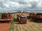 Colheita do milho em Goiás começa com boa produção e bom preço